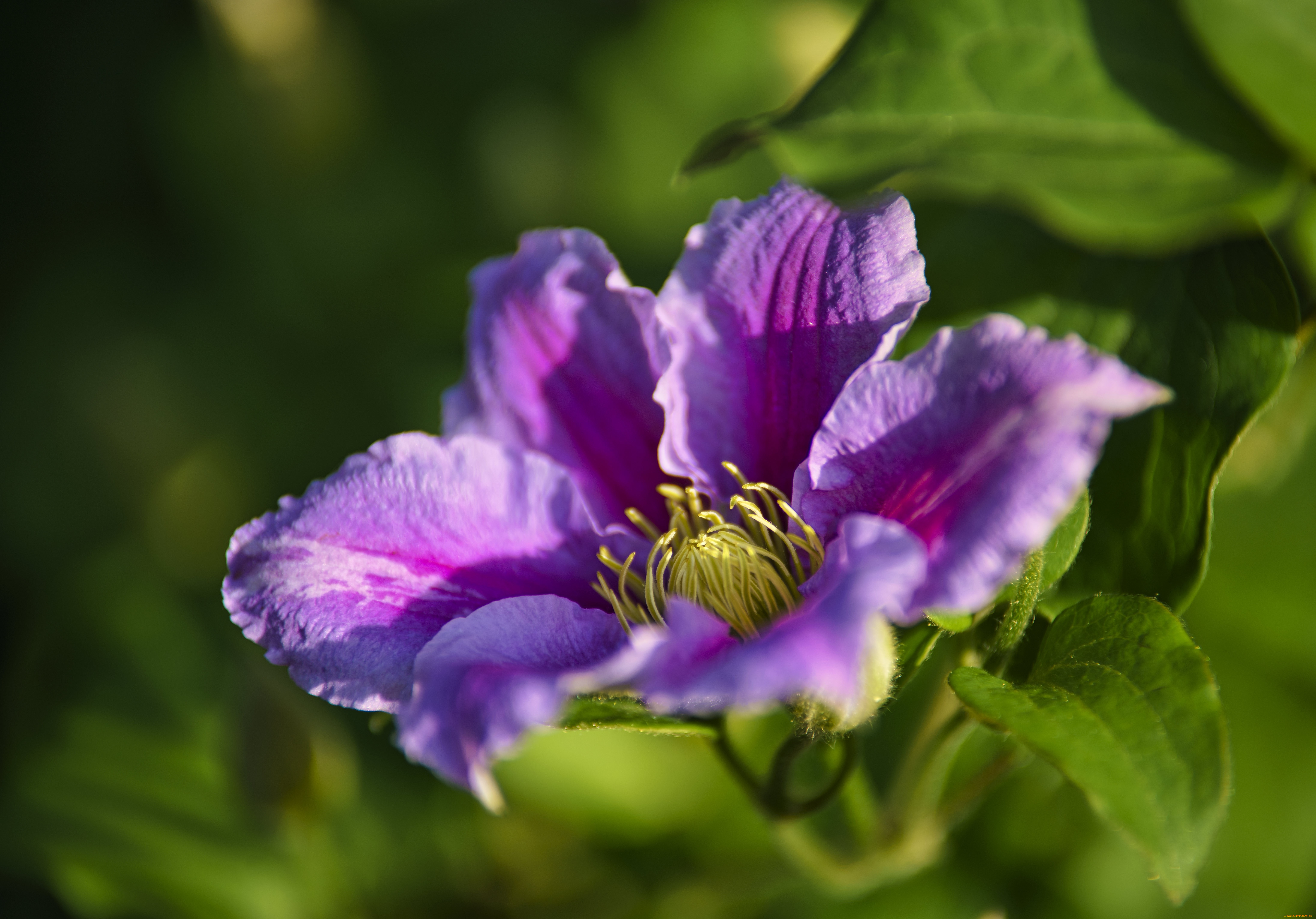 �����, �������� , �������, ������